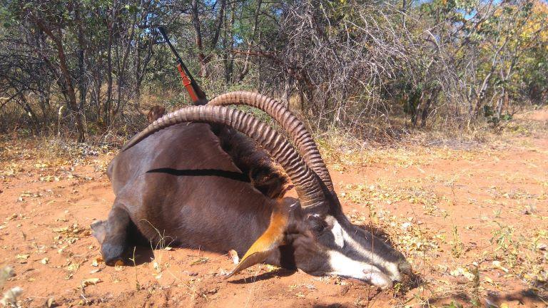 Tsessebe and Sable Hunting, 10 Days in Zimbabwe