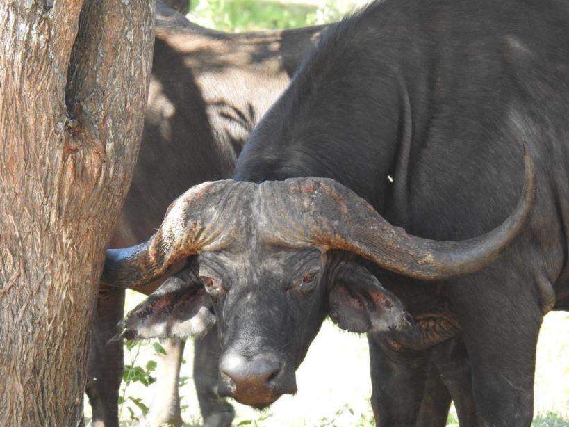 Leopard Hunting in Namibia & Brown Hyena Cancelation Hunt