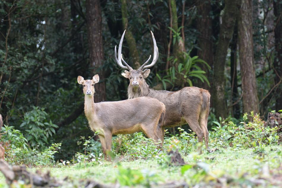 Sun, Surf, Sea, & Sand While Deer Hunting in Mauritius