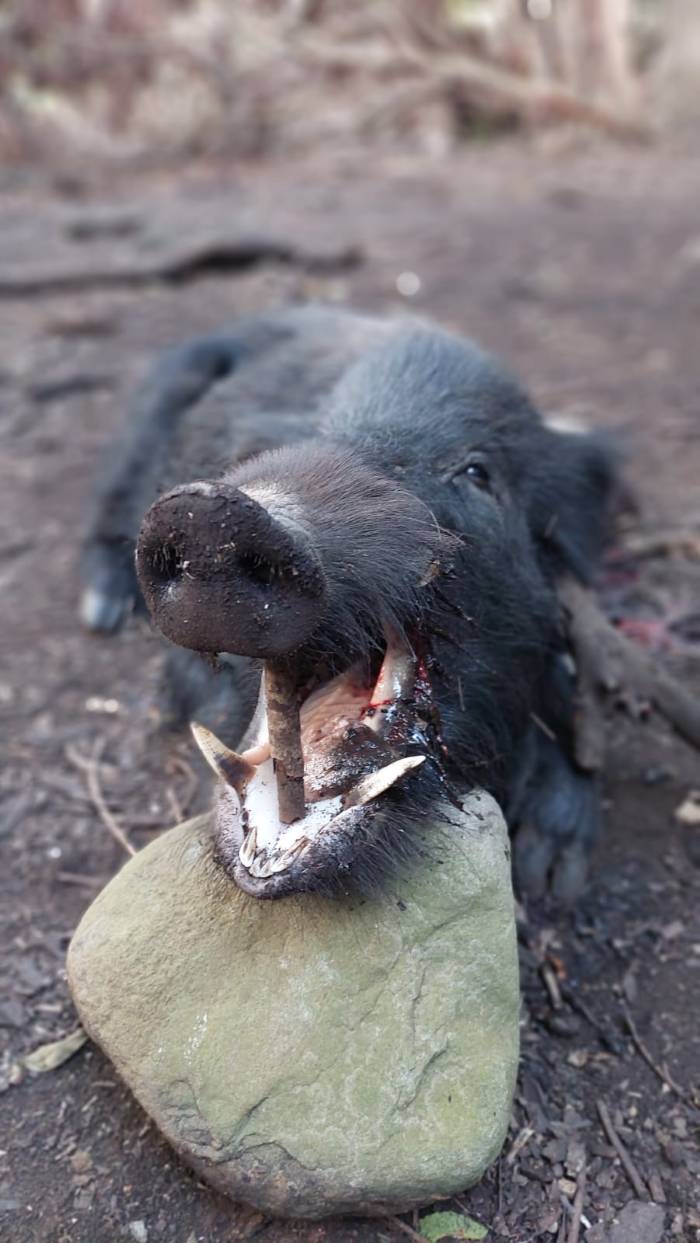 Leopard Hunting in Namibia & Brown Hyena Cancelation Hunt