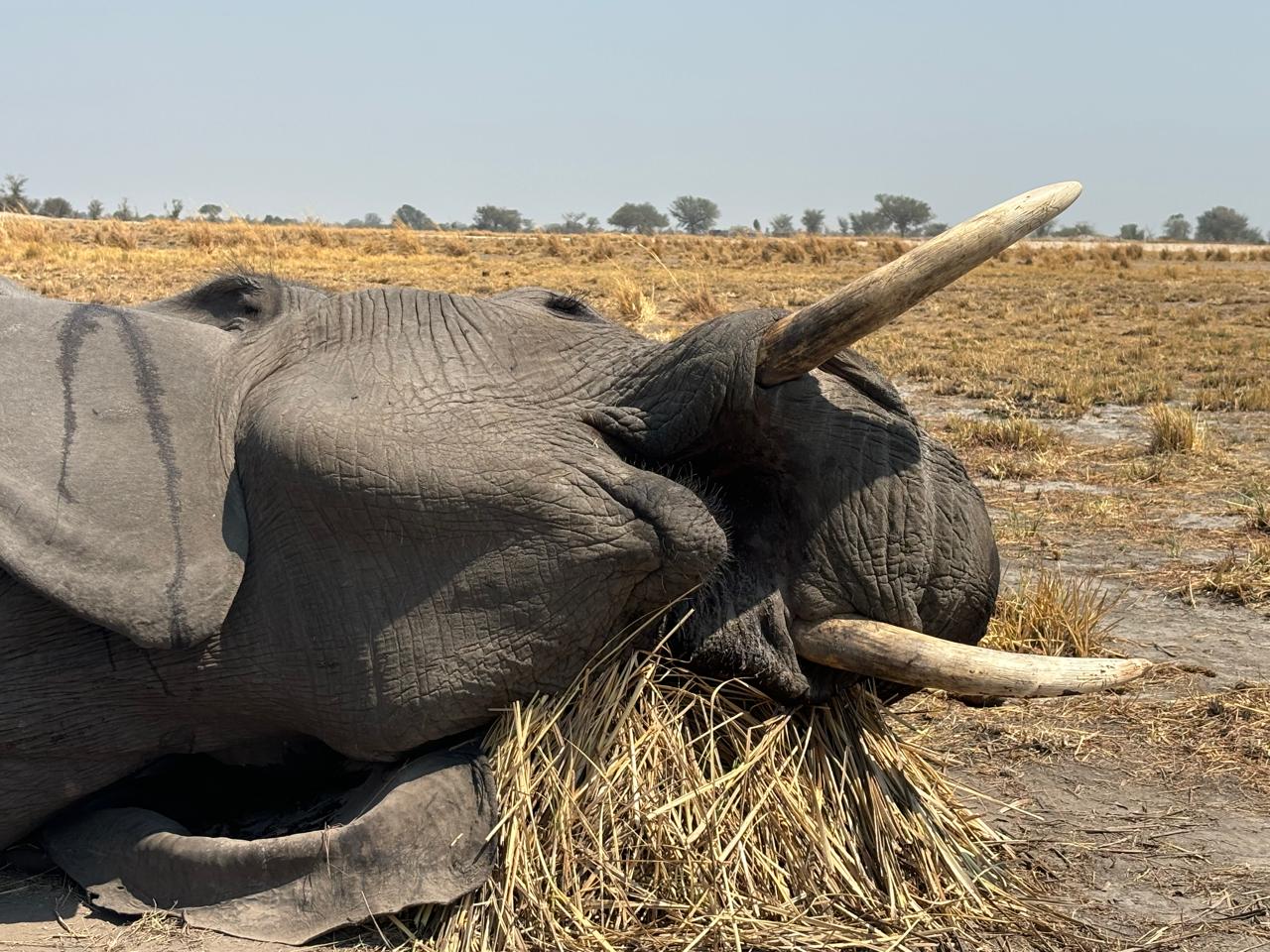Leopard Hunting in Namibia & Brown Hyena Cancelation Hunt