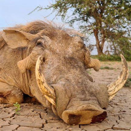 Leopard Hunting in Namibia & Brown Hyena Cancelation Hunt