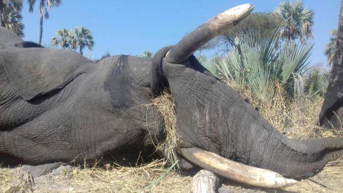 Leopard Hunting in Namibia & Brown Hyena Cancelation Hunt