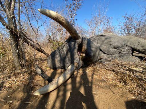 Leopard Hunting in Namibia & Brown Hyena Cancelation Hunt