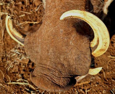 Leopard Hunting in Namibia & Brown Hyena Cancelation Hunt