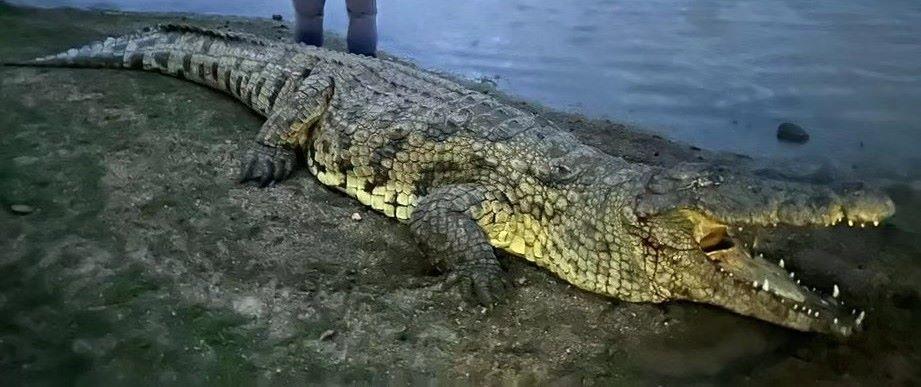 Leopard Hunting in Namibia & Brown Hyena Cancelation Hunt