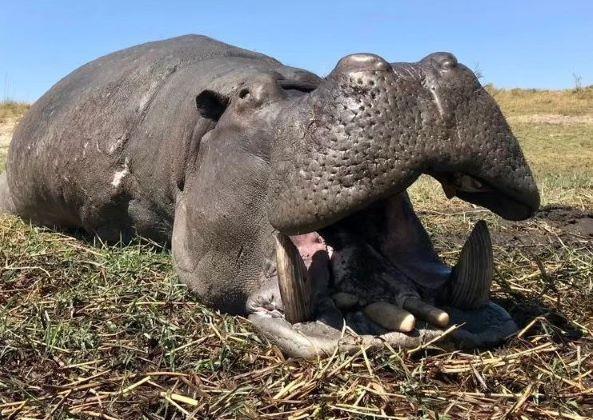 Leopard Hunting in Namibia & Brown Hyena Cancelation Hunt