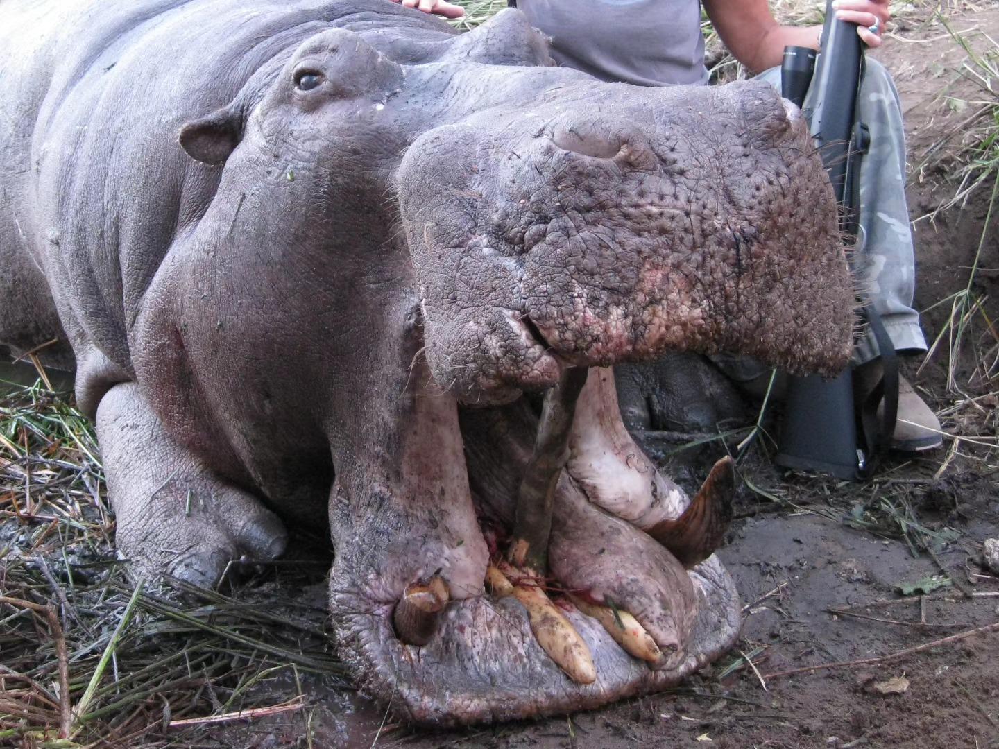 Leopard Hunting in Namibia & Brown Hyena Cancelation Hunt