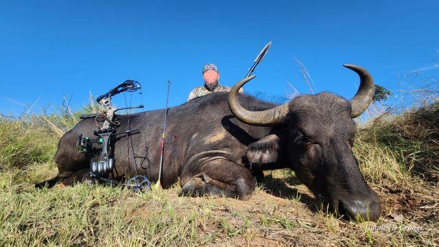 Cape Buffalo Cow Hunting in Limpopo, South Africa 