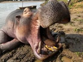 Leopard Hunting in Namibia & Brown Hyena Cancelation Hunt