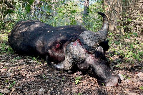 Leopard Hunting in Namibia & Brown Hyena Cancelation Hunt