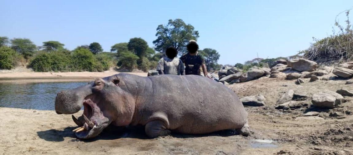 Leopard Hunting in Namibia & Brown Hyena Cancelation Hunt