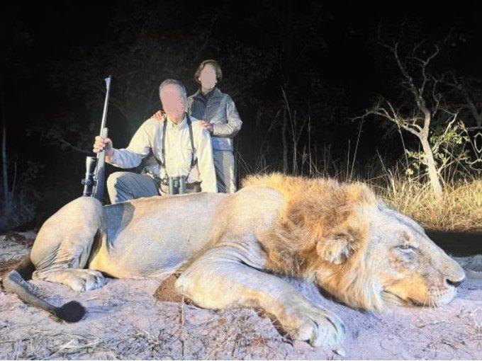 Mozambique Hunting Safari, wild Lion in Niassa