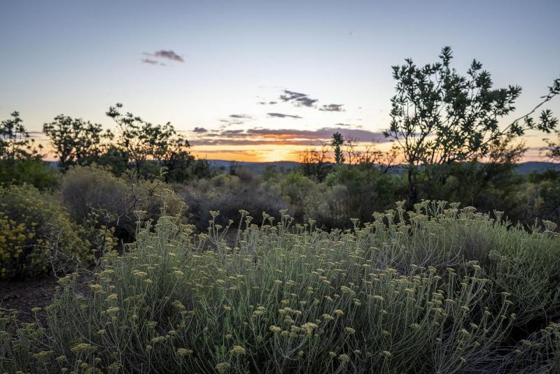 Leopard Hunting in Namibia & Brown Hyena Cancelation Hunt