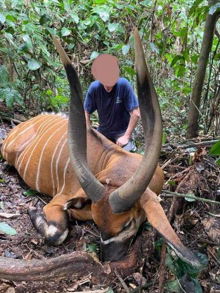 13 Days Bongo hunting in Tala Tala, Republic of Congo