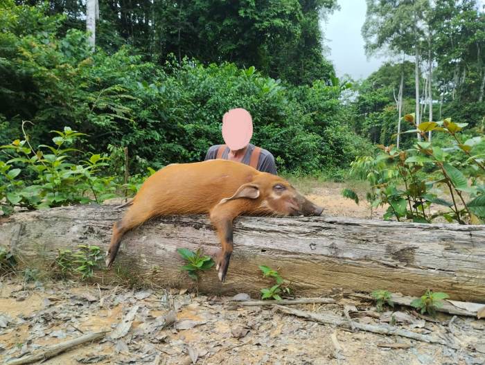Specialty Antelope Hunting in Gabon