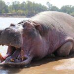 Leopard Hunting in Namibia & Brown Hyena Cancelation Hunt