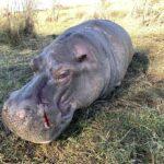 Leopard Hunting in Namibia & Brown Hyena Cancelation Hunt