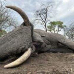 Leopard Hunting in Namibia & Brown Hyena Cancelation Hunt