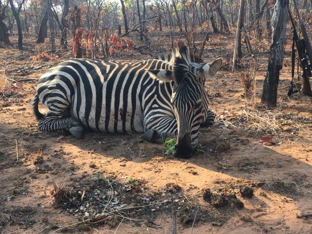 Leopard Hunting in Namibia & Brown Hyena Cancelation Hunt