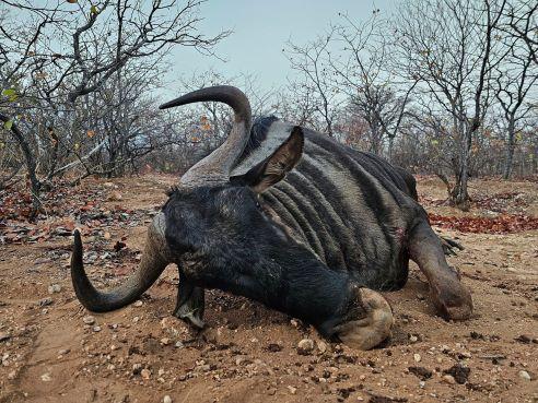 Leopard Hunting in Namibia & Brown Hyena Cancelation Hunt