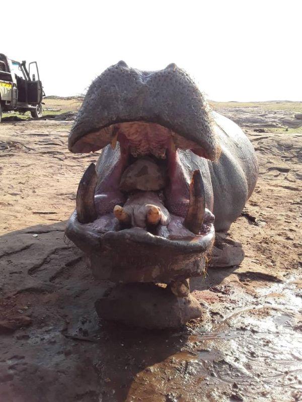 Leopard Hunting in Namibia & Brown Hyena Cancelation Hunt