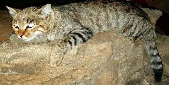 Leopard Hunting in Namibia & Brown Hyena Cancelation Hunt