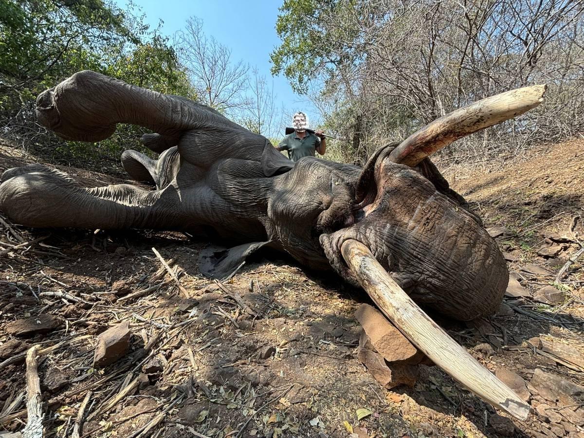 Leopard Hunting in Namibia & Brown Hyena Cancelation Hunt