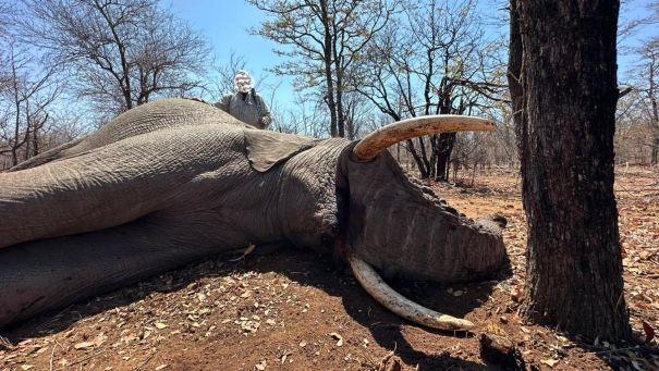 Elephant Hunting for 10 x Days in Hwange, Zimbabwe