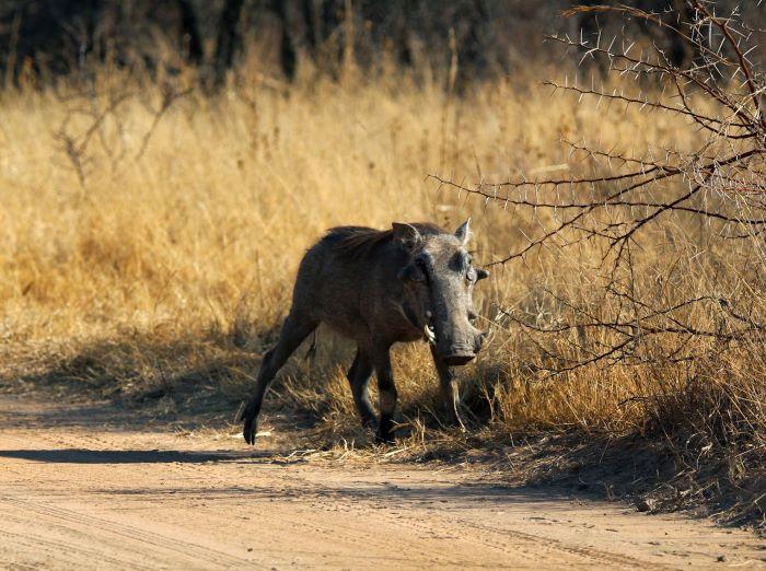 Leopard Hunting in Namibia & Brown Hyena Cancelation Hunt