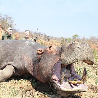 Leopard Hunting in Namibia & Brown Hyena Cancelation Hunt