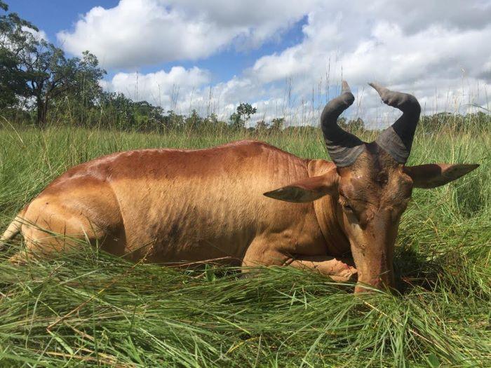 Leopard Hunting in Namibia & Brown Hyena Cancelation Hunt