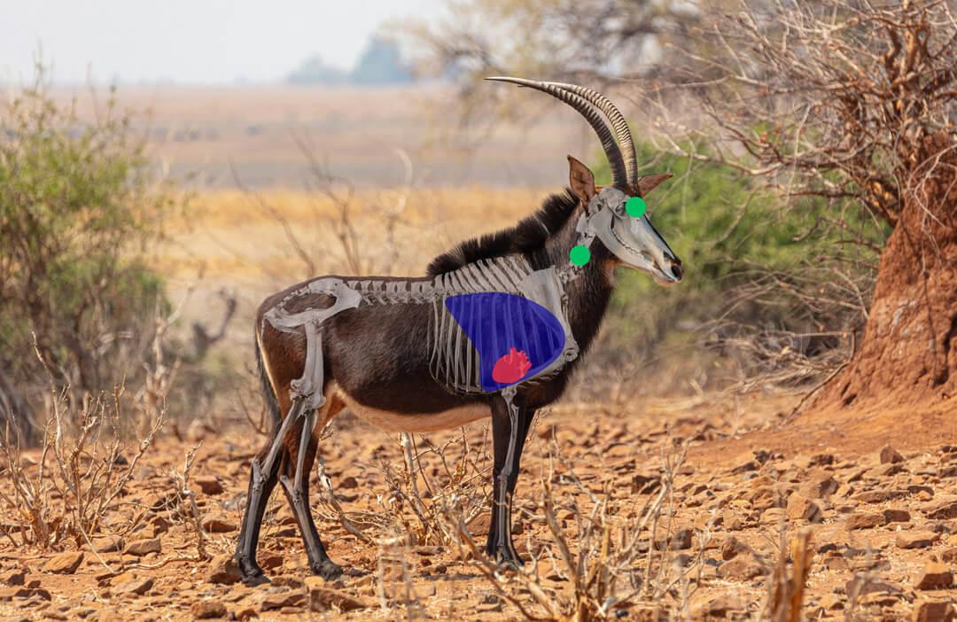 Leopard Hunting in Namibia & Brown Hyena Cancelation Hunt