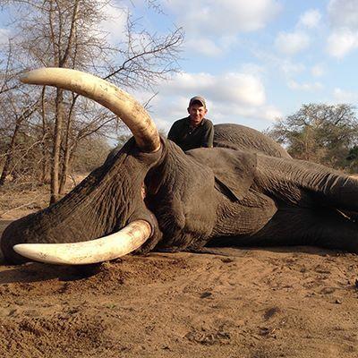 Exportable Trophy Elephant, Hunt Zambezi Valley, Zimbabwe