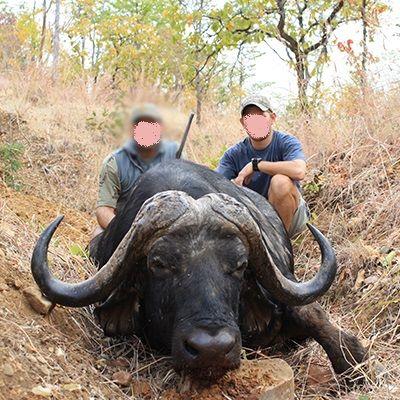 Hunt Cape Buffalo or Tuskless Elephant in Zimbabwe, Zambezi