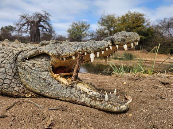 Leopard Hunting in Namibia & Brown Hyena Cancelation Hunt