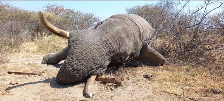 Leopard Hunting in Namibia & Brown Hyena Cancelation Hunt