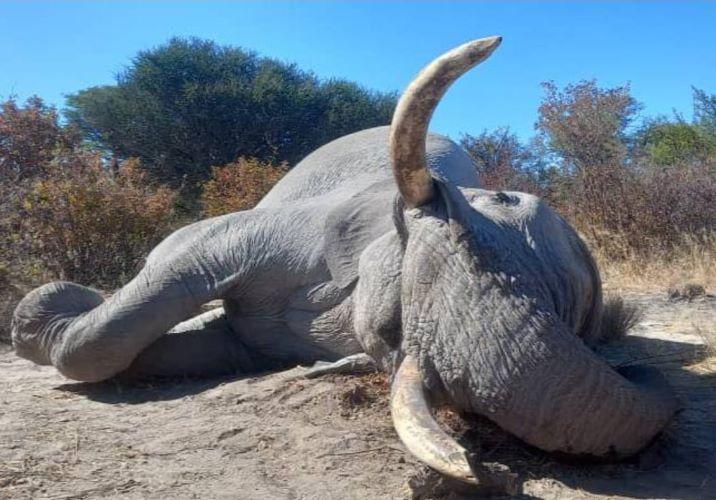 Leopard Hunting in Namibia & Brown Hyena Cancelation Hunt