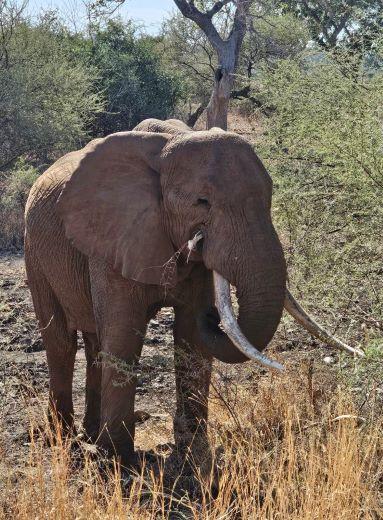 Leopard Hunting in Namibia & Brown Hyena Cancelation Hunt