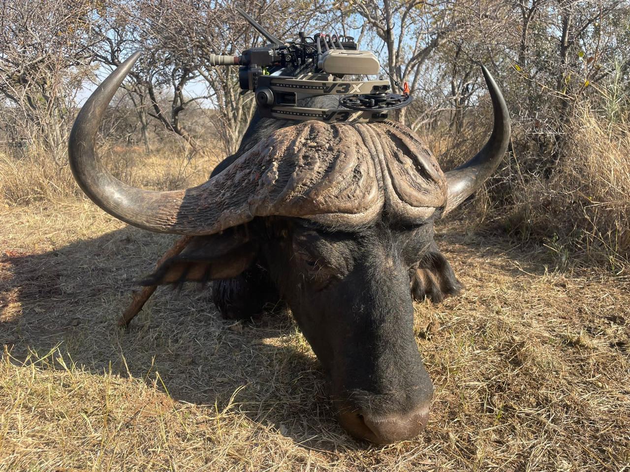 Cape Buffalo Hunting, 5 Days in South Africa