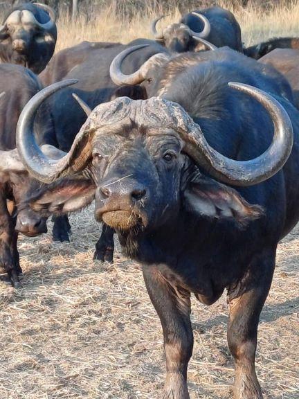 Cape Buffalo Hunt 6 x Nights in Limpopo, South Africa 