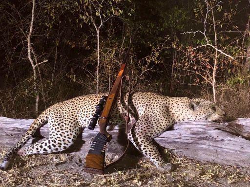 Leopard Hunting in Namibia & Brown Hyena Cancelation Hunt