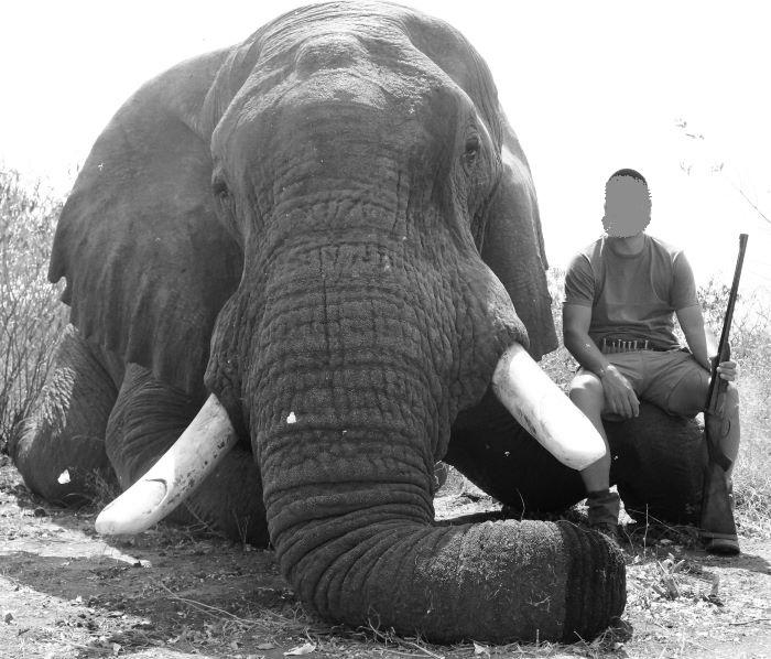 Hunt in Africa Exportable Elephant 15 x Nights in Botswana