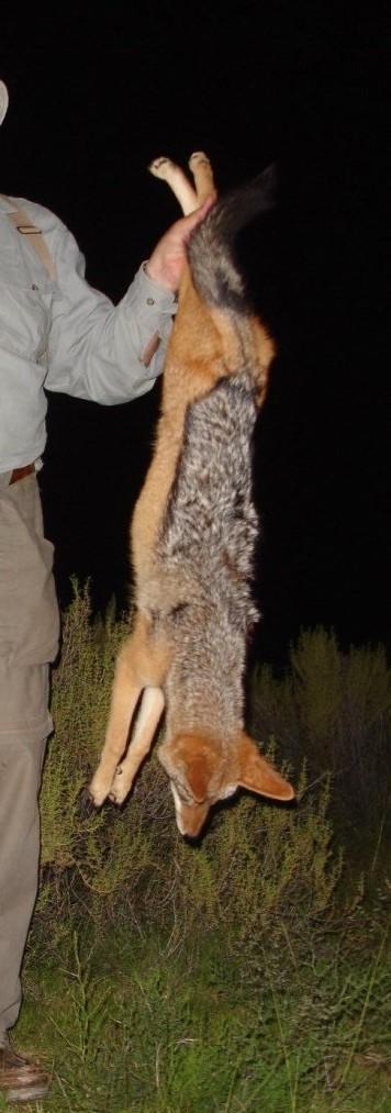 Leopard Hunting in Namibia & Brown Hyena Cancelation Hunt