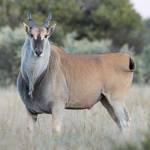 Leopard Hunting in Namibia & Brown Hyena Cancelation Hunt