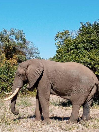 Leopard Hunting in Namibia & Brown Hyena Cancelation Hunt