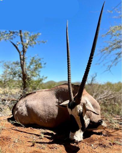 Namibia Hunting Gemsbok, Mountain Zebra + 3 other Animals