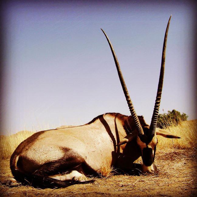 Hunting Safari in Namibia 6 x Nights in the Land of Sand