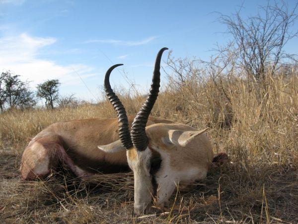 Leopard Hunting in Namibia & Brown Hyena Cancelation Hunt