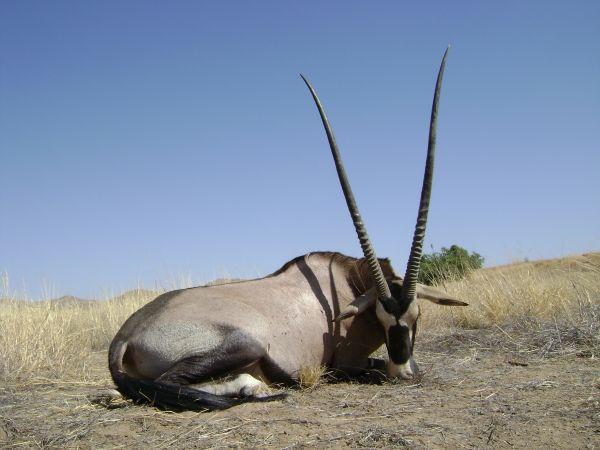 Leopard Hunting in Namibia & Brown Hyena Cancelation Hunt